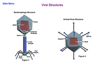 Labeled Viral Structure